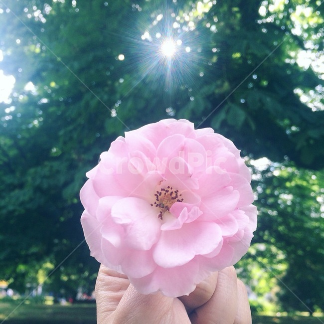 꽃,flower,봄,spring,floral,꽃잎,petal,floralleaf