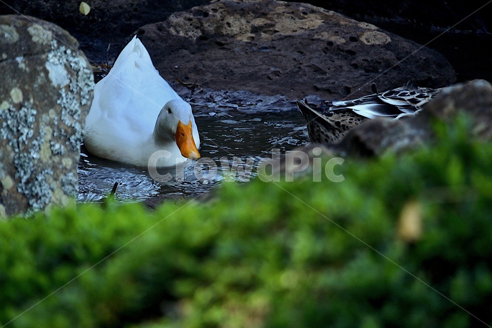 오리,흰색오리,자연,동물,동물피사체,물속에오리,duck,whiteduck,nature,animal,동물,animal,조류,새,birds