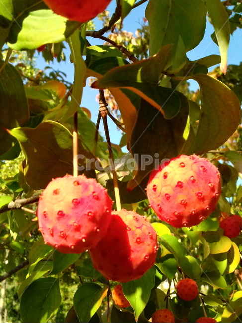 식물,열매,과일,나무,산딸나무,붉은열매,fruit,plant,과일,열매,fruit