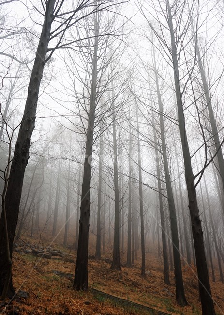 겨울,나무,숲,수직,안개,비,자연,감성,fog,winter,trees,forest,rain,nature,weather,날씨
