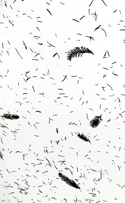 나뭇잎,침엽수,잎,벽,백색,배경,패턴,백그라운드,pattern,background,leaves,wall,wallpaper,texture,질감