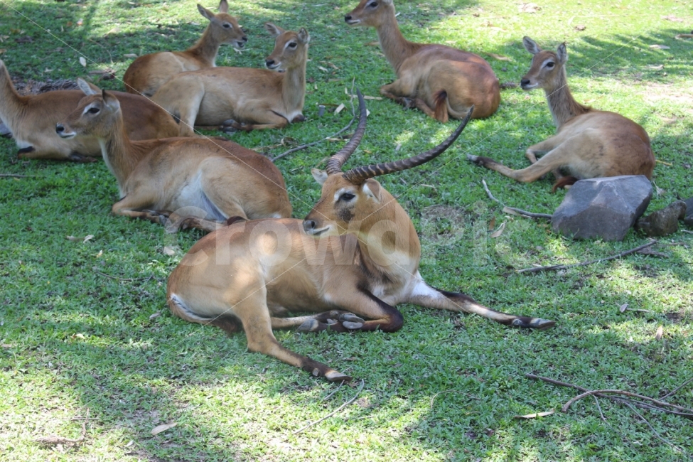 사파리,동물,초원,자연,인도네시아,발리,safari,animal,grassland,nature,indonesia,bali,동물,animal,포유류,mammal