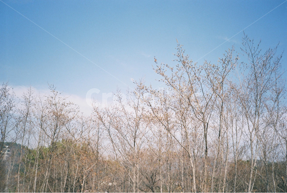 나무,전망,산,자연,감성,감성사진,겨울