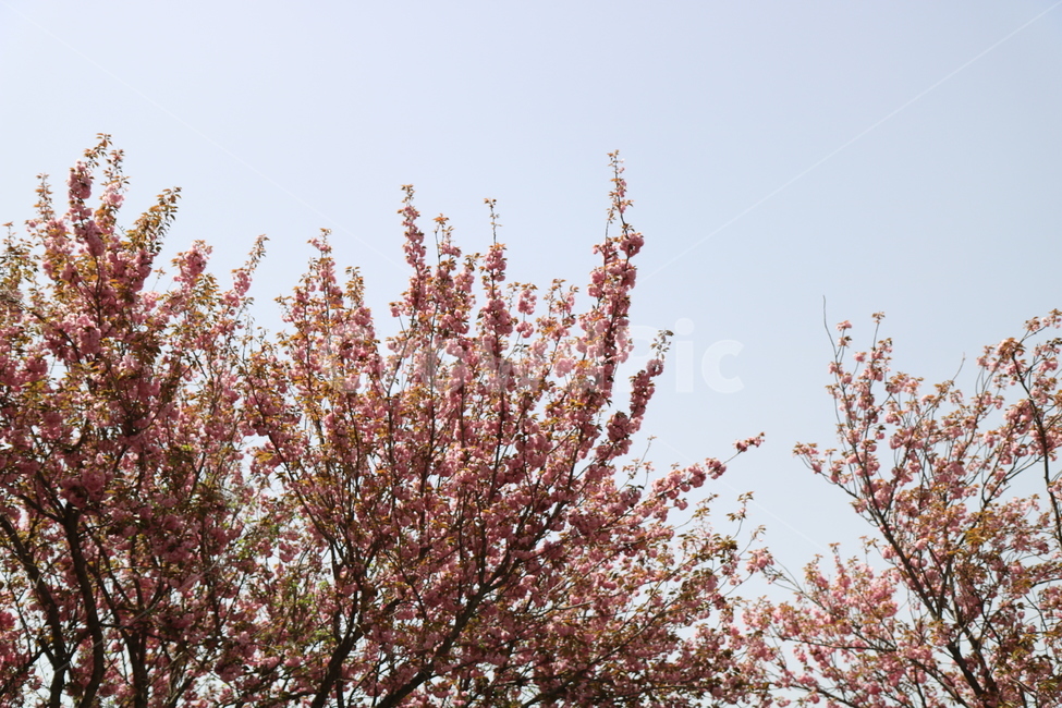 벚꽃,겹벚꽃,나무,봄,꽃,자연,식물