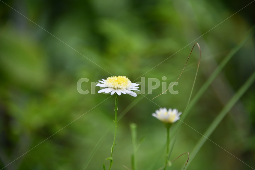 꽃,자연,식물,야생화,nature,flower,감성,feeling,배경,백그라운드