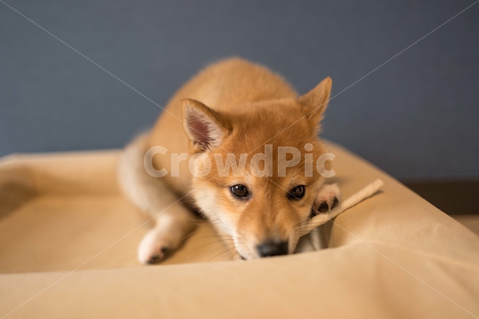 강아지,애견,반려견,시바이누,시바견,shibainu,동물,animal,포유류,mammal,개,강아지,dog,doggy