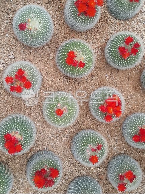 Red,Cactus,plant,Cactus Exhibition Hall,flower