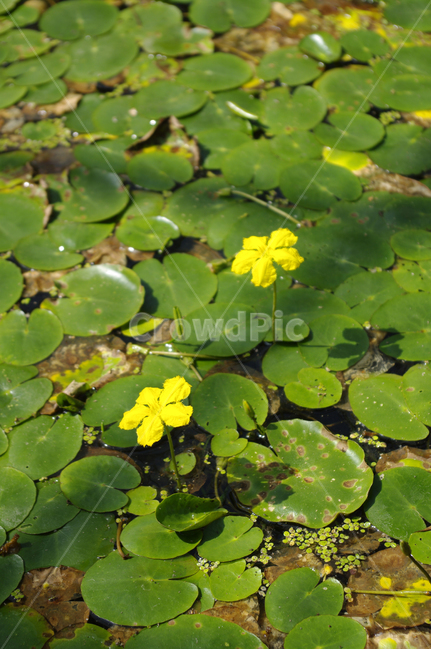꽃,식물,flower,plant,어리연꽃,식물,자연,plants,nature,꽃,flower