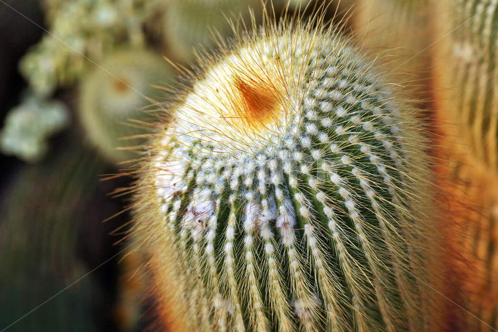 South America,golden pill,thorn,angiosperms,brass plant,Cactus,plant,brass