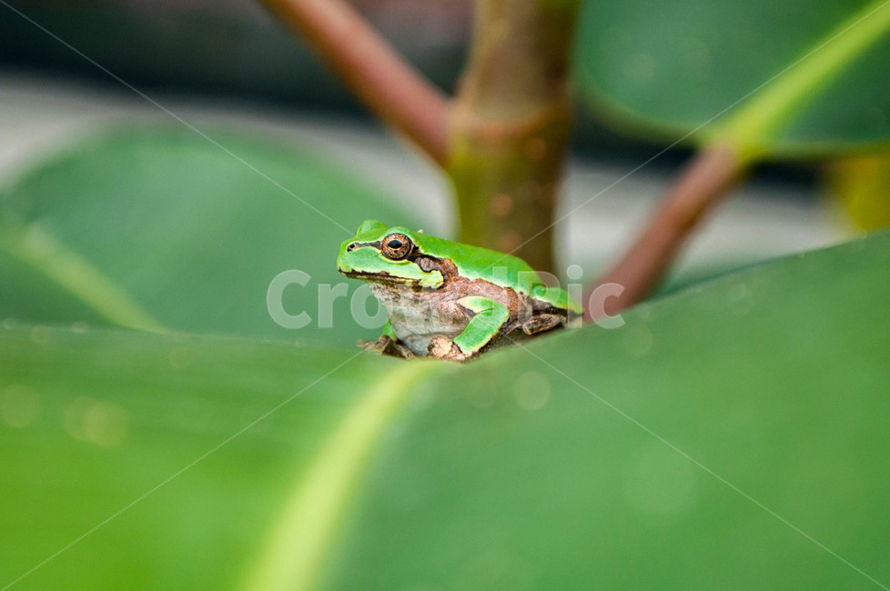 reptile,animal,wildlife,amphibian,야생생물,frog,개구리,동물,동물,animal,파충류,양서류,reptile,amphibian
