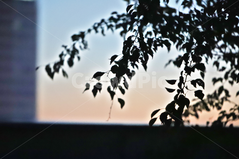 저녁노을,감성사진,해질녁,풍경사진,노을,식물,자연,plants,nature