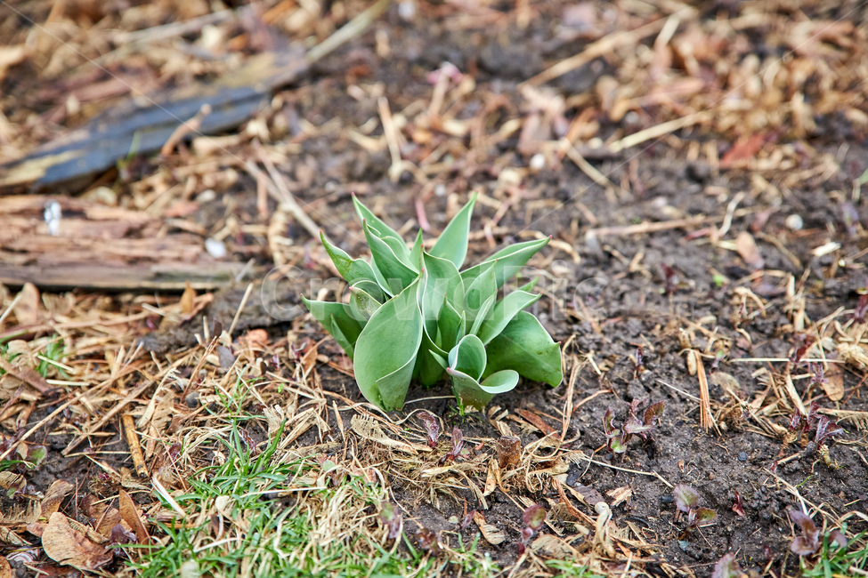 튤립,ground,바닥,plant,식물,싹,bud,sprout,새싹,봄,tulip,nature,green,튤립싹,튤립새싹