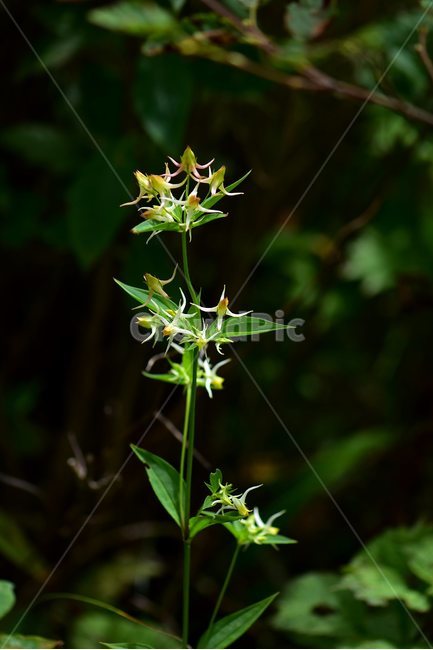 닻꽃,야생화,식물,자연,꽃,생태,힐링,플라워,wildflower,flower,plants,nature,season,감성,느낌,emotion,feeling,여름,용담목,용담과,닻꽃속,식물,자연,plants,nature,꽃,flower
