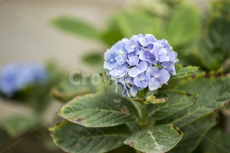 수국,bigleafhydrangea,blossom,꽃,plant,식물,공원,식물,자연,plants,nature,꽃,flower