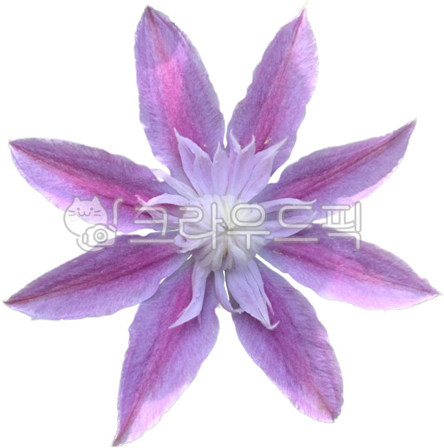 pink,Fresh flower icon,Big flower,Flower Nokki,spring flowers,fresh flowers,clematis,purple flower,petal,Fresh flowers,flower icon,flower png,fresh flower sticker,spring symbol,pink flower,flower,summer symbol,fresh flowers png,a flower,purple,summer flow