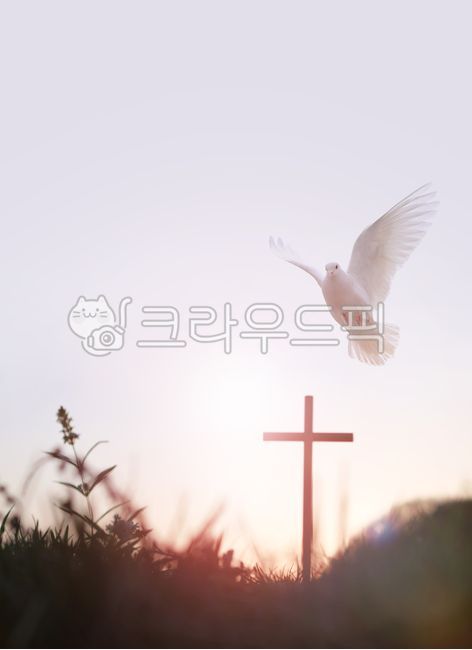 십자가,비둘기,흰색,종교,예수그리스도,교회,믿음,신앙,은혜,상징,빛,태양,광선,기도,하늘,햇빛,실루엣,부활,영적인,성경,성령,부활절,묵상,기독교,카톨릭,거룩한,자연,풍경,숲,풀,나무,전도,무덤,죽음,고난,예수님,그리스도,복음,목초지,감사절,감성,노을,일출,저녁,새벽,배경,순결한,주님,평화