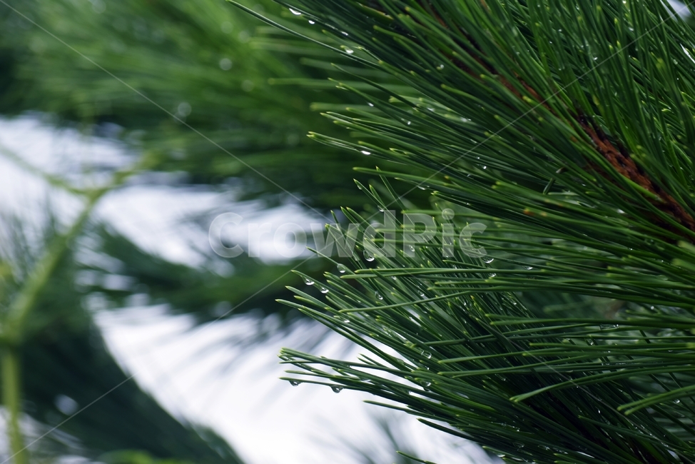 tree,나무,plant,식물,pine,소나무