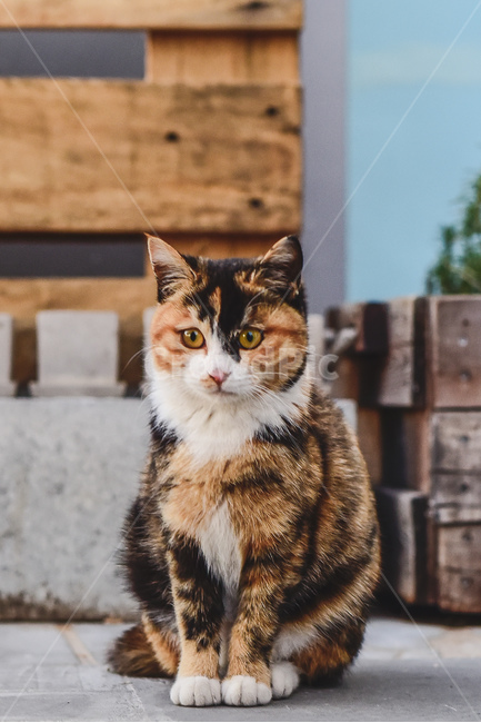 고양이,골목,감성,감성사진,발바닥,귀여움,동물,animal,포유류,mammal,고양이,cat,kitten,kitty