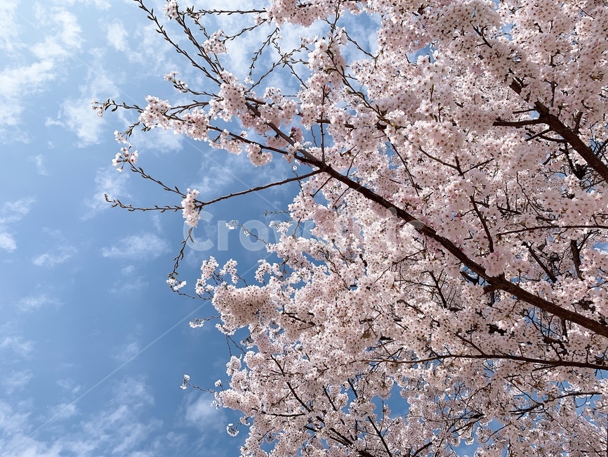 벚꽃,봄,벚나무,봄꽃,분홍색,나무,하늘,구름,spring,flower,blossom,sky
