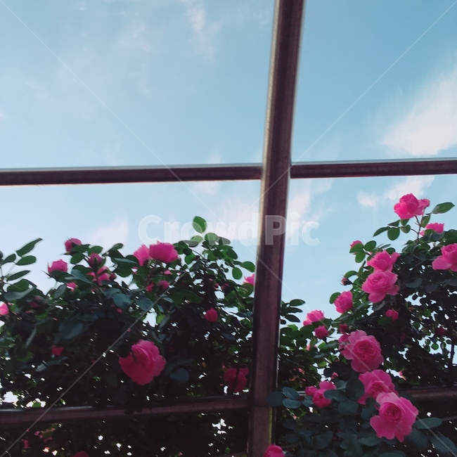 장미,자연,꽃,분홍,정원,rose,pink,color