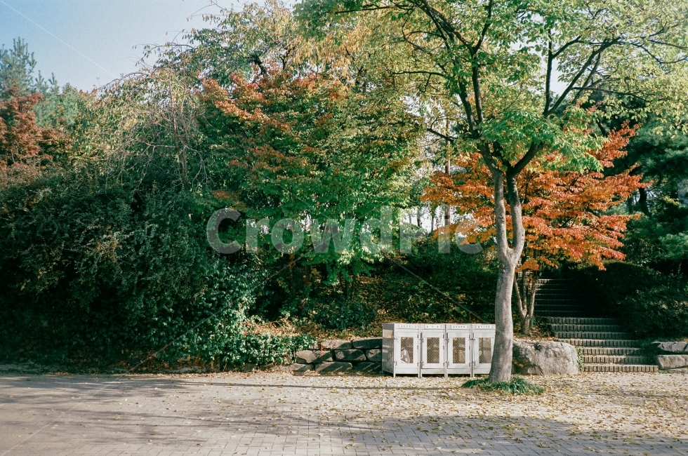 공원,선유도공원,단풍,가을,산책,아침,나무,그림자,가을,계절,fall,autumn,season,식물,자연,plants,nature,나무,trees,wood,tree,plant,tree trunk,나무 줄기