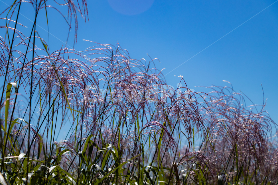 하늘공원억새,억새풀,억새,억새밭,억새풀밭,하늘공원억새풀,식물,자연,plants,nature