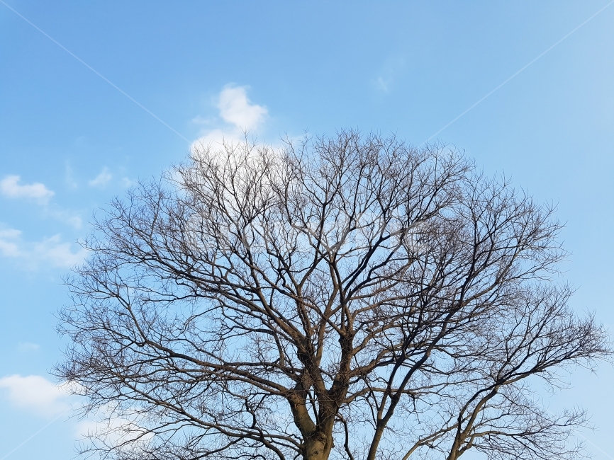 자연,배경,바탕,하늘,나무,구름,나뭇가지,파랑,배경이미지,백그라운드,Nature,Background,Texture,Sky,Cloud,Blue,Tree,겨울,Winter,겨울,계절,winter,season,식물,자연,plants,nature,나무,trees,wood