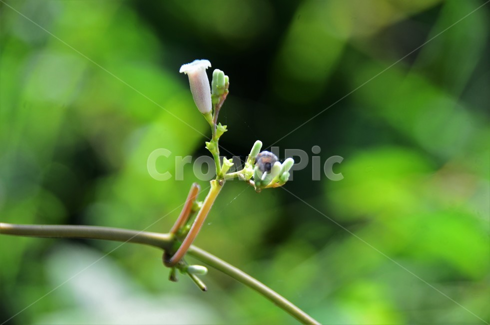 계뇨등,계뇨등꽃,닭오줌냄새,꼭두서닛과,야생화,덩굴성식물,식물,자연,plants,nature,꽃,flower