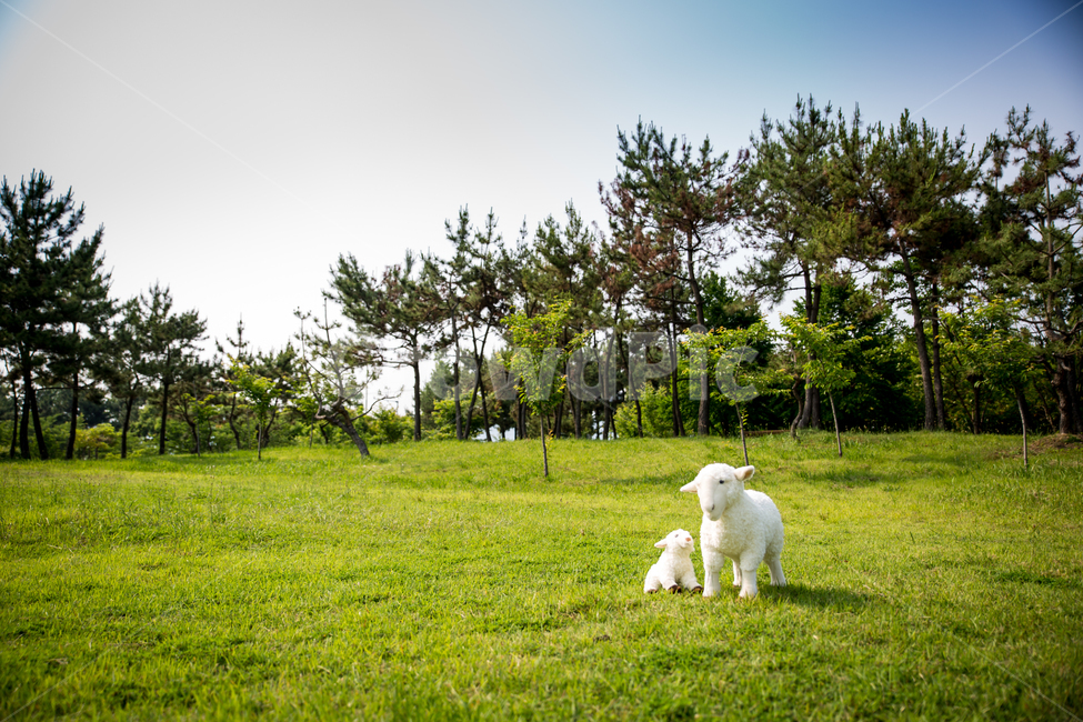 양,목양,푸른초장,초장,초원,풀밭,잔디,목축업,목장,livestock farming,ranching,pasture,사물,물건,오브젝트,thing,object,matter