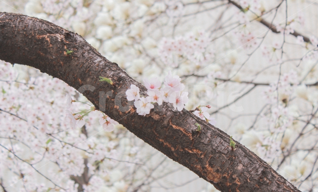 벚꽃,꽃,봄,flower,picnic,소풍,봄소풍,기분,날씨,화창한,나들이,피크닉,분위기,색감,봄,계절,spring,season,식물,자연,plants,nature,꽃,flower,감성,sensible,feeling,plant