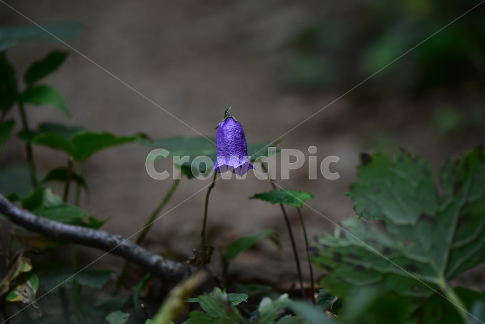 금강초롱꽃,야생화,식물,자연,꽃,생태,힐링,플라워,wildflower,flower,plants,nature,season,감성,느낌,emotion,feeling,여름,여러해살이풀,초롱꽃과,금강초록꽃속,자주색,식물,자연,plants,nature,꽃,flower
