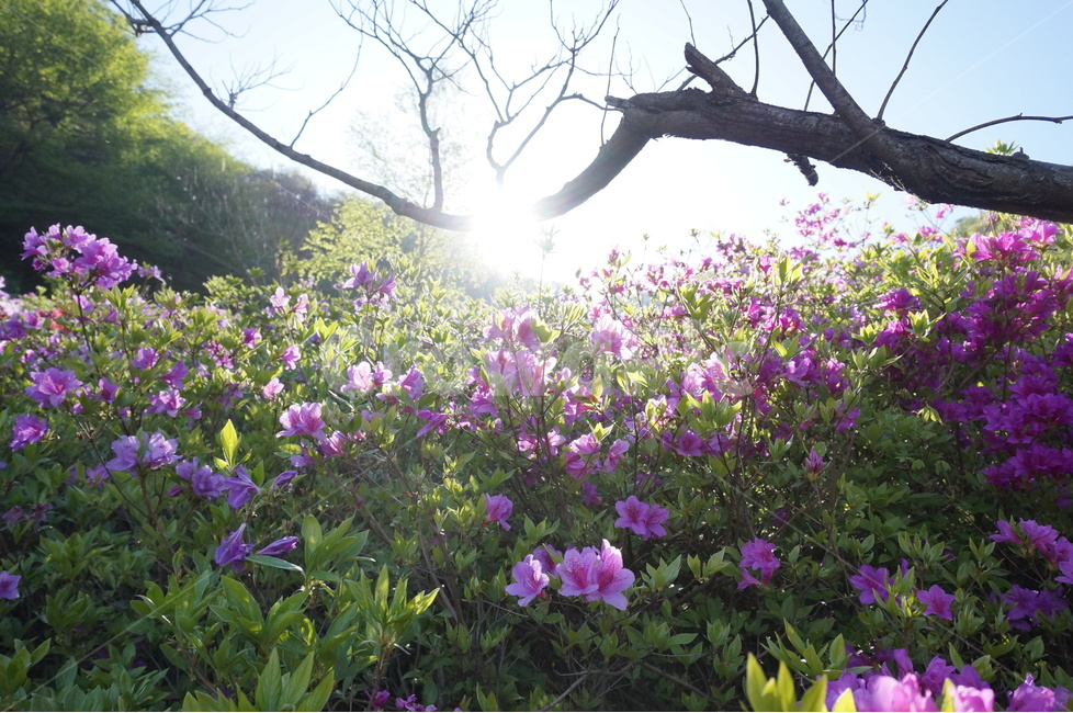 산,철쭉,분홍,파랑하늘,나무,아침,햇살,봄,봄,계절,spring,season,자연,풍경,nature,landscape,식물,plants,꽃,flower,geranium,제라늄,blossom,plant