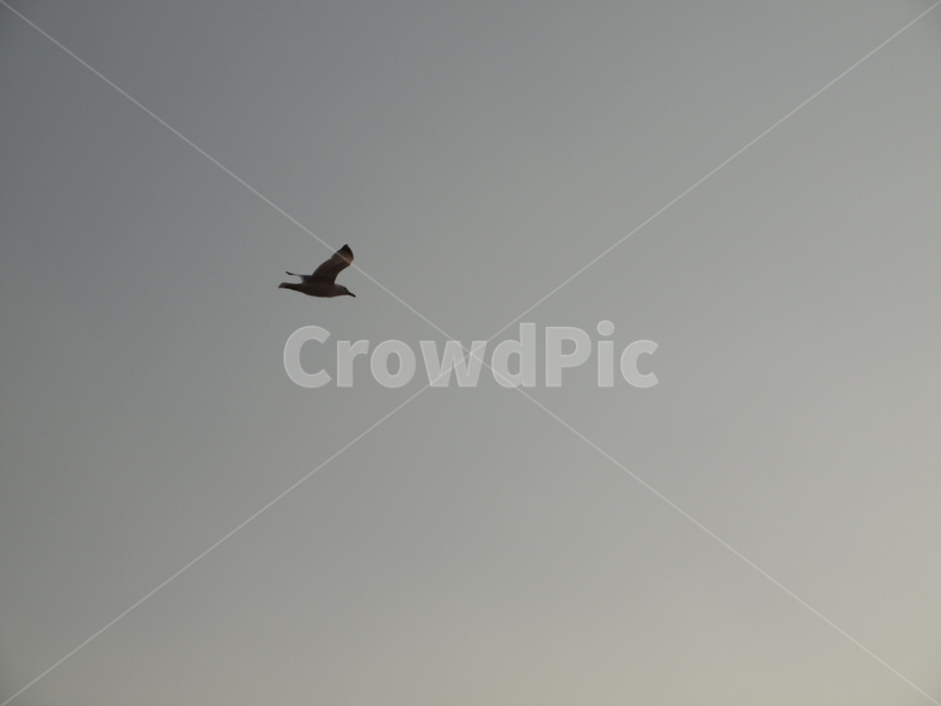 하늘,새,flying,animal,bird,나는,동물,animal,조류,새,birds