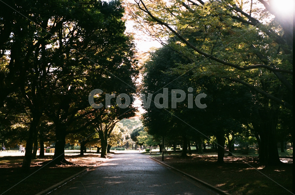 공원,풍경,자연,나무,숲,감성,자연,풍경,nature,landscape,휴식,힐링,rest,relaxation,healing,asphalt,아스팔트,tree,plant,식물,tree trunk,나무 줄기