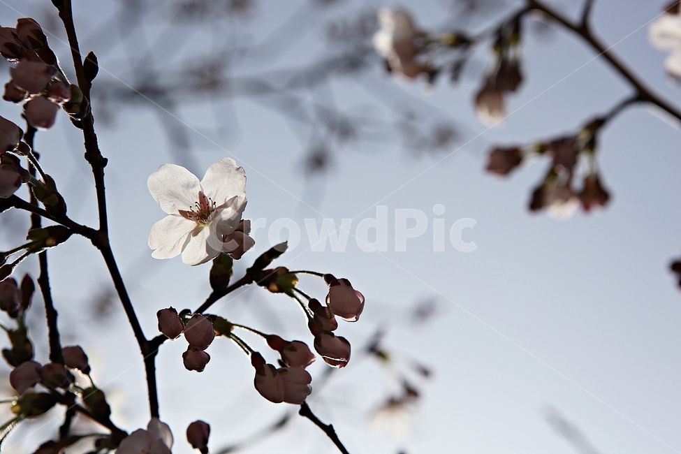 벅꽃,벗나무,벗꽃잎,봄꽃,꽃잎,식물,자연,공원,식물,자연,plants,nature,꽃,flower