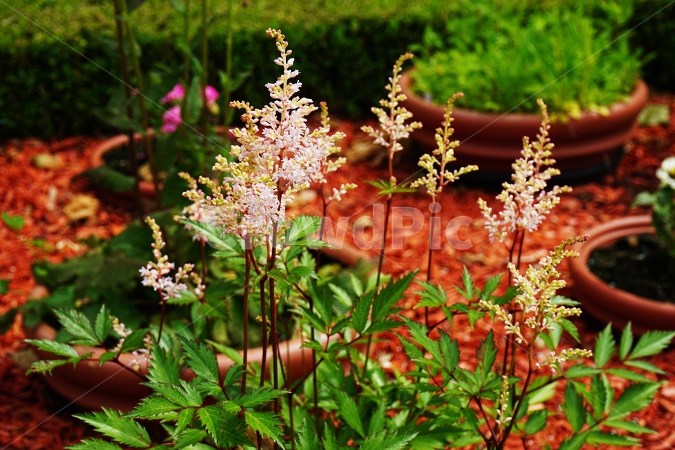 plant,식물,꽃,작은꽃,흰꽃,분홍꽃