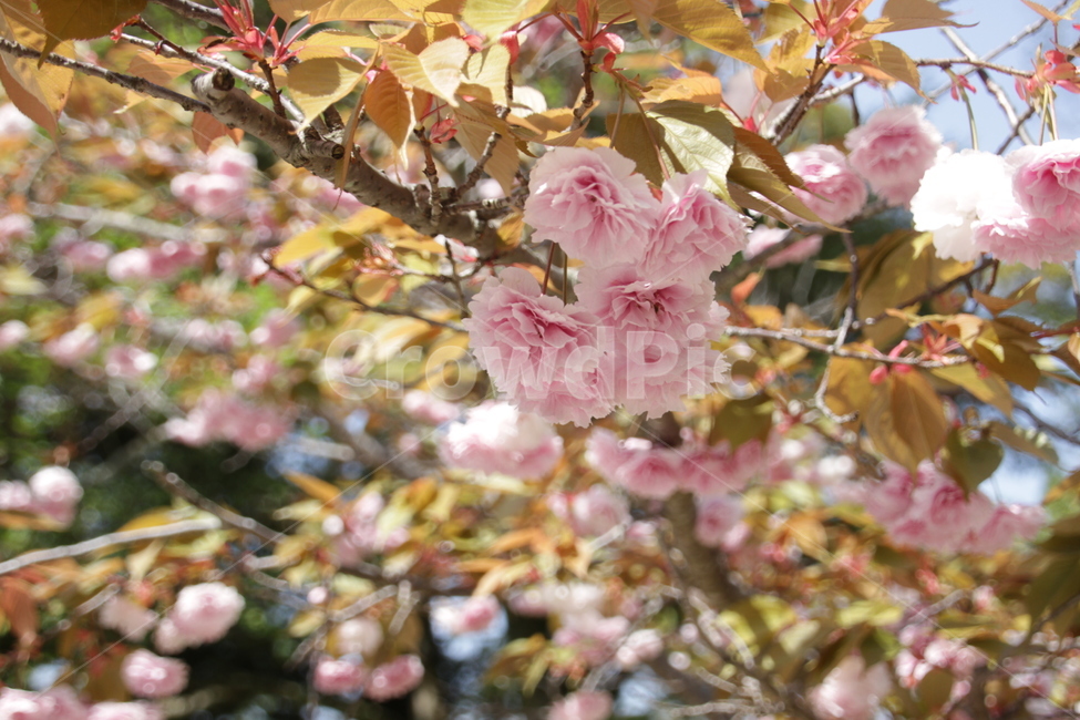 꽃,식물,자연,flower,감성,season