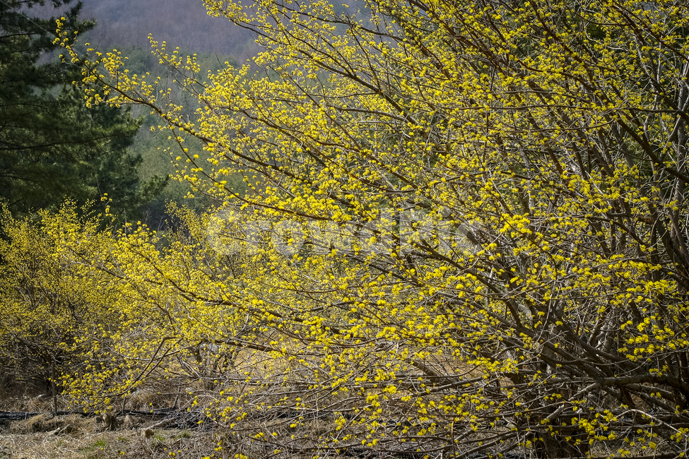 봄,산수유,군락,노란꽃,개화,만개,cornus,봄,계절,spring,season,식물,자연,plants,nature,꽃,flower,plant