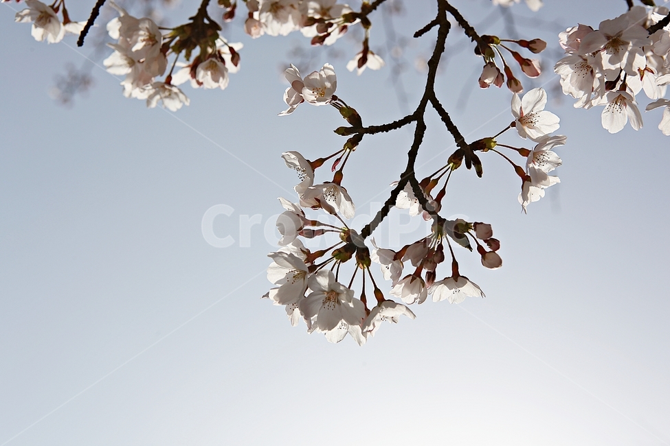 벗꽃,벗나무,꽃,봄꽃,벗꽃잎,꽃잎,식물,자연,공원,식물,자연,plants,nature,꽃,flower