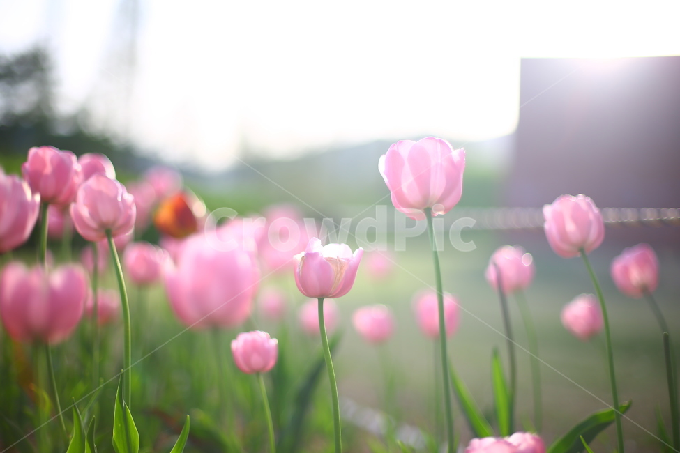 봄,꽃,튤립,연지공원,햇살,꽃말,봄,계절,spring,season,식물,자연,plants,nature,꽃,flower,감성,sensible,feeling,휴식,힐링,rest,relaxation,healing,plant