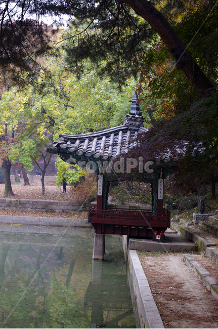 창덕궁,창덕궁후원,애련지,애련정,traditional,전통,기와지붕,가을,fall,나무,식물,plant,단풍,가을,계절,fall,autumn,season,한국전통,한국문화,korean traditional,korean culture,건축물,건물외관,exterior,building,structure,architecture,construction