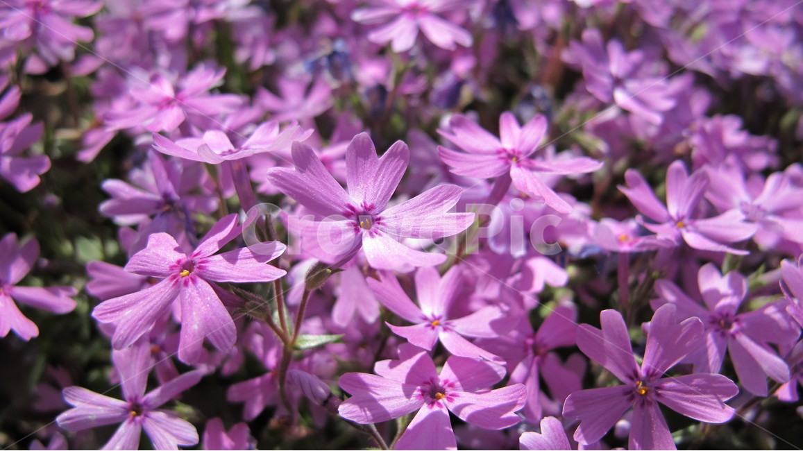 꽃,flower,plant,nature,화훼,식물,자연,plants,nature,꽃,flower