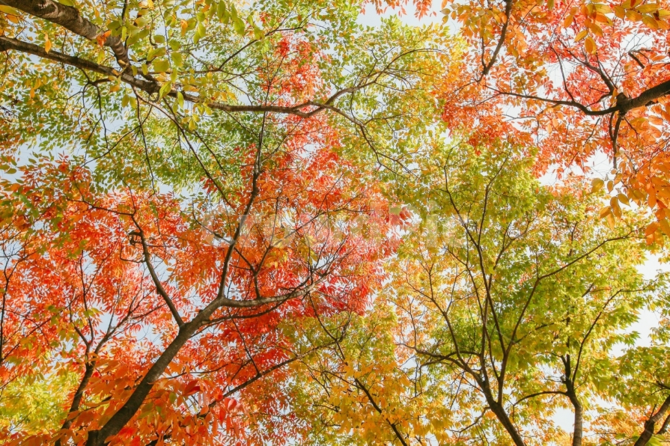 감성사진,가을,계절,컬러,산책,공원,가을,계절,fall,autumn,season,식물,자연,plants,nature,나무,trees,wood,휴식,힐링,rest,relaxation,healing,tree,plant,maple,단풍