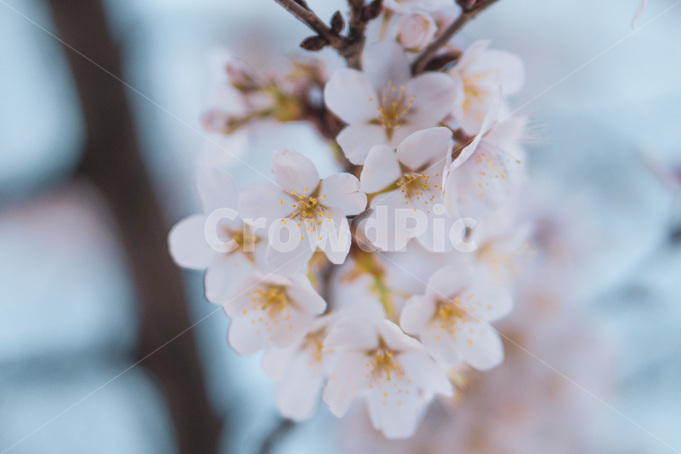 벚꽃,꽃,봄,식물,plant