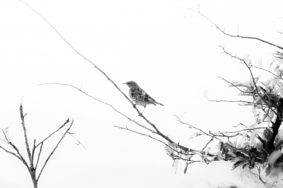 새,자연,흑백,숲,산새,동물,animal,조류,새,birds,흑백,모노톤,monochrome,black and white