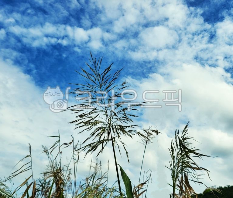 억새,억새풀,억새꽃,갈대,가을,억새순,억새털,억새이삭,달뿌리풀,reed,바탕,배경,nature,자연,outdoors,옥외,sky,하늘,vegetation,초목,cloud,구름