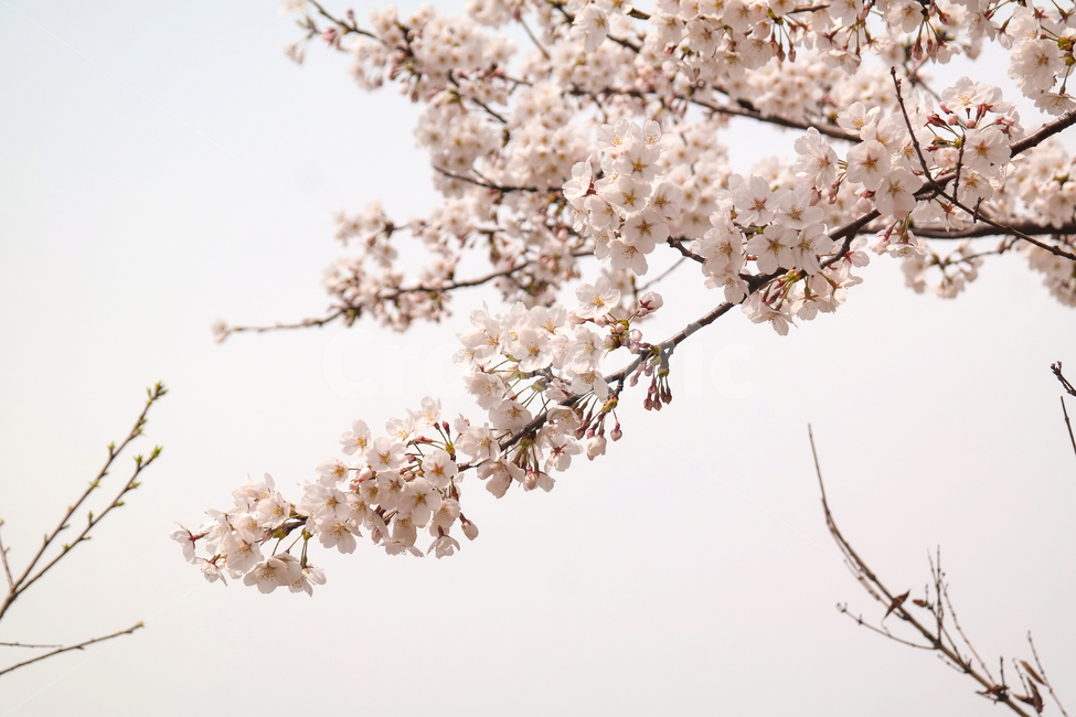 벚꽃,plant,식물,blossom,꽃,flower,cheeyblossom,사쿠라,봄,자연,nature,나무,sky,핑크,개화,하늘,wood,분홍,봄꽃,감성,spring,봄,계절,spring,season