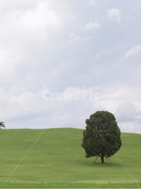 올림픽공원,왕따나무,나무,여름,하늘,구름,tree,plant,식물,outdoors,들,목초지,자연,풍경,nature,landscape