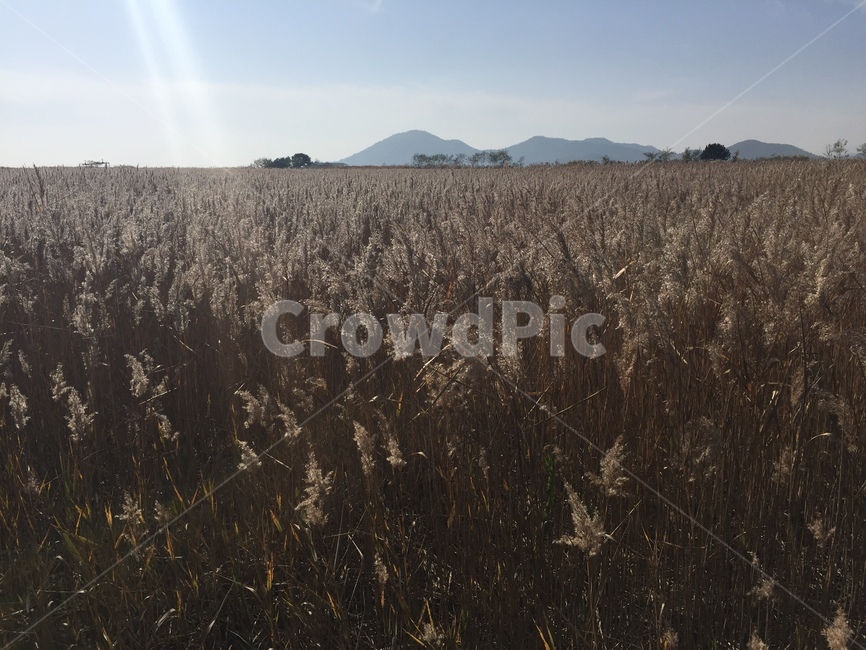 갈대,여자의마음,순천,가을,빛,가을,계절,fall,autumn,season,자연,풍경,nature,landscape,plant,식물,grass,잔디
