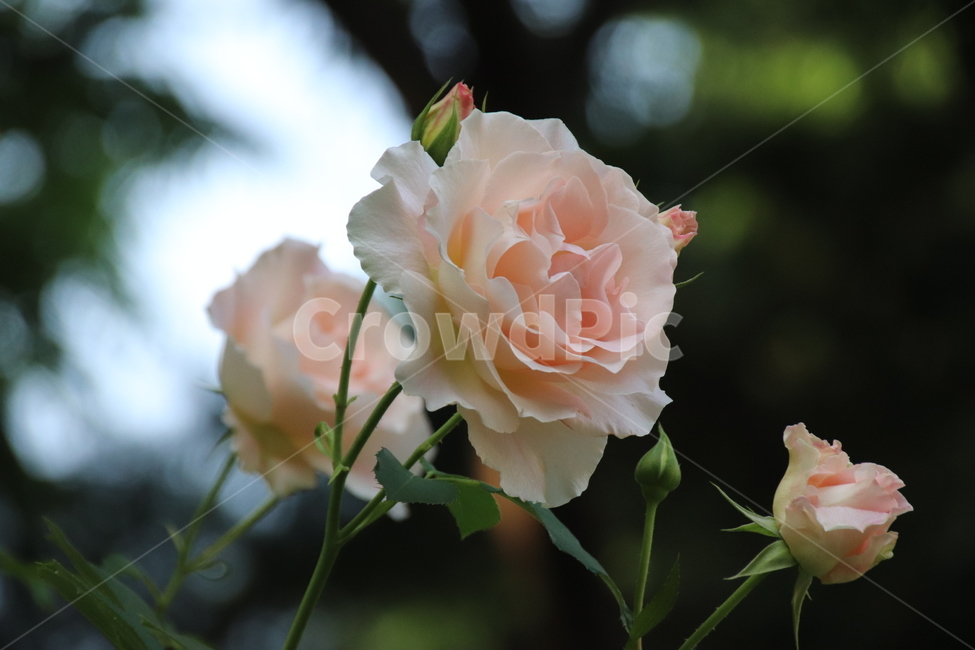 장미꽃,장미,꽃,자연,풍경,이곡장미공원,식물,자연,plants,nature,꽃,flower
